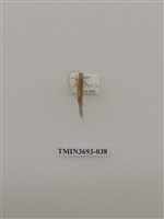 藏品(直翅目(1))的圖片